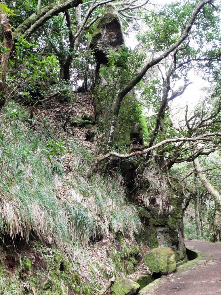 Madeira - Laurisilva - 2014